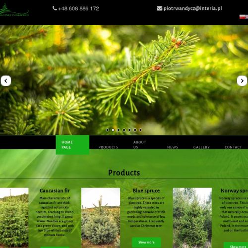 Świerk srebrny plantacja